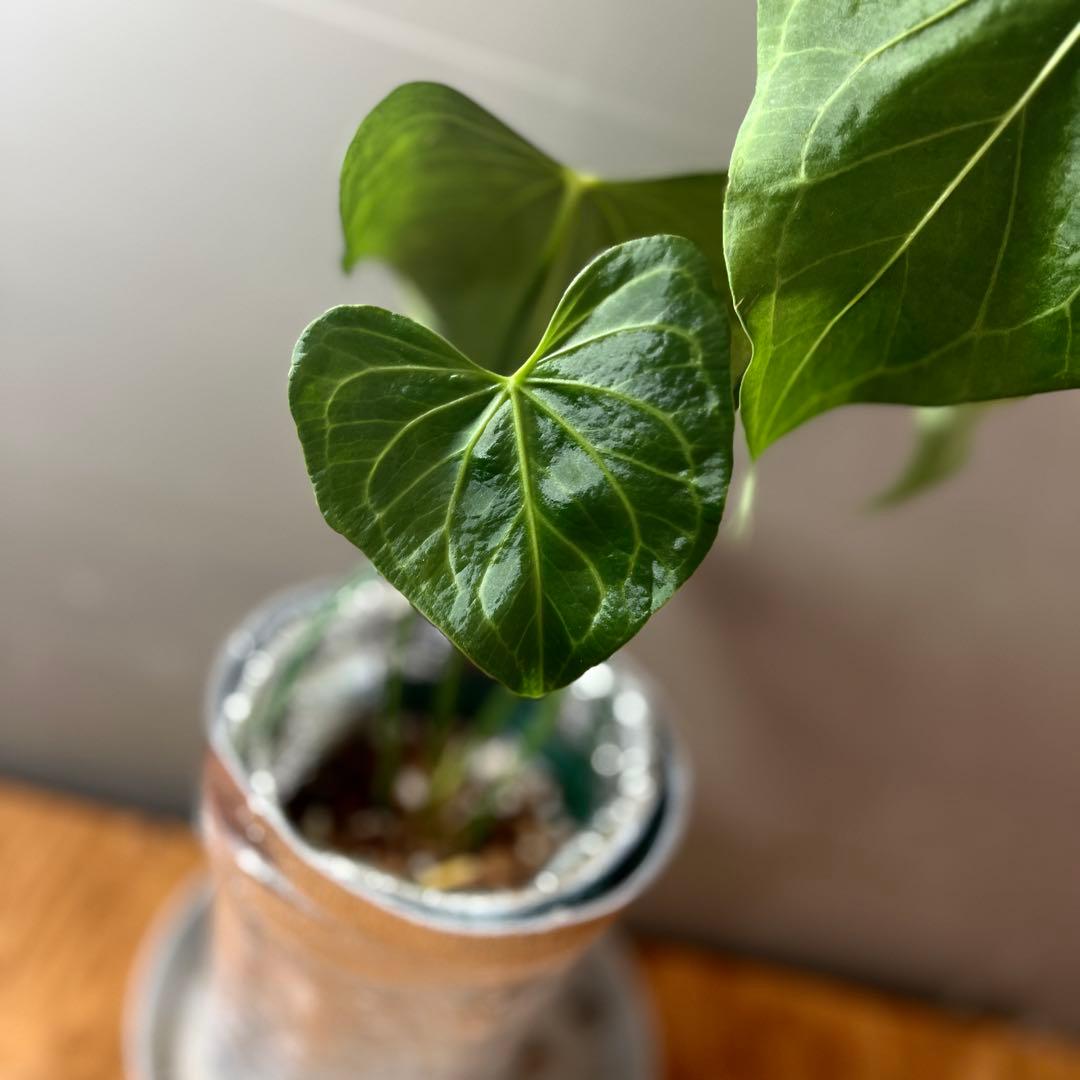 アンスリウム　デルタフォース　③