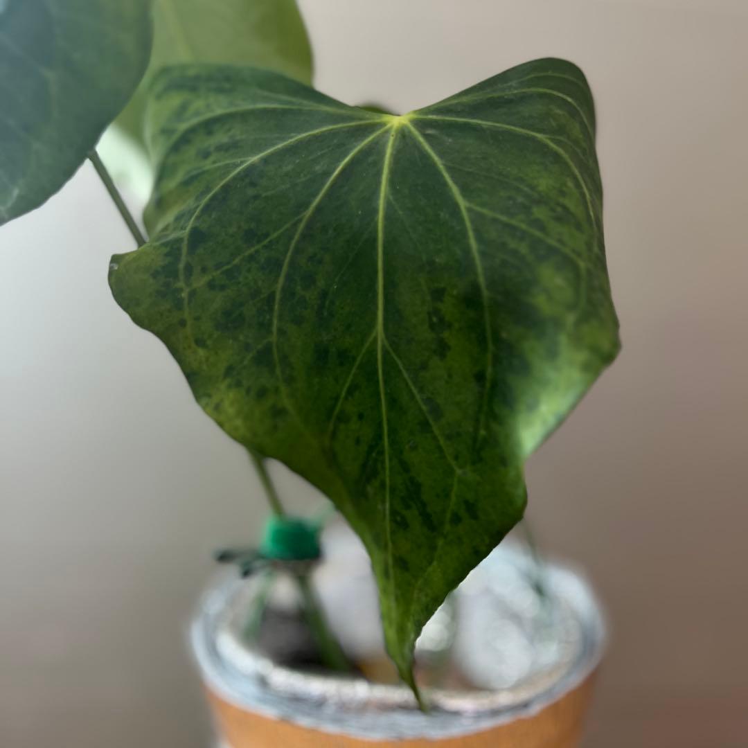 アンスリウム　デルタフォース　③