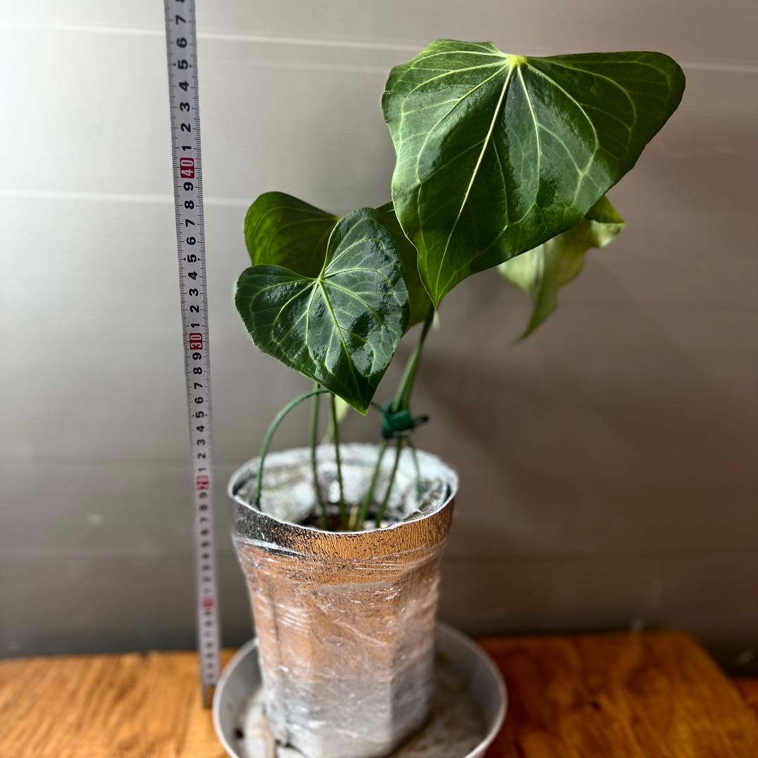 アンスリウム　デルタフォース　③