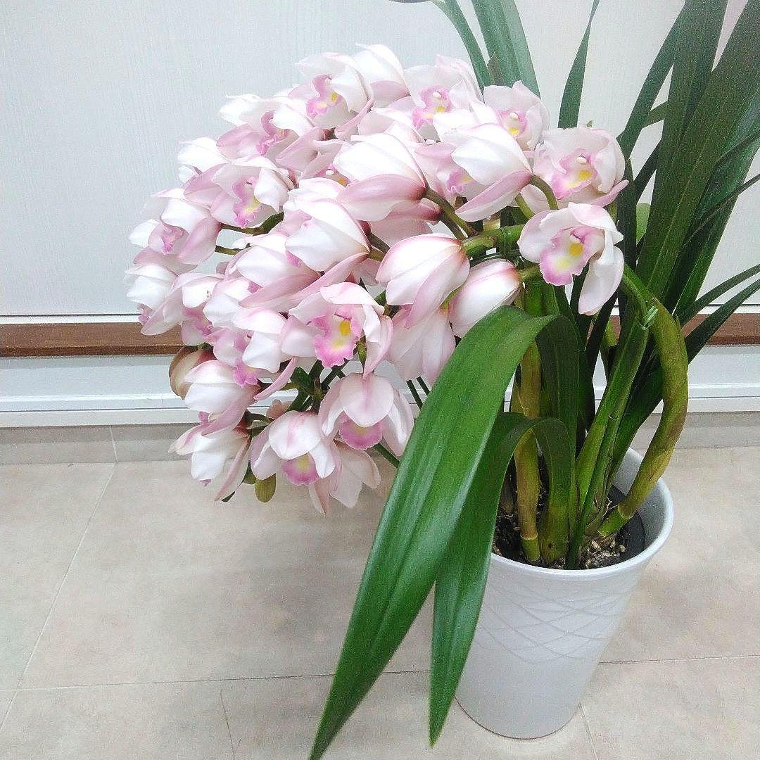 現品　シンピジュウム　エンジェルフェザー　花4本立　アーチ仕立て　陶器鉢