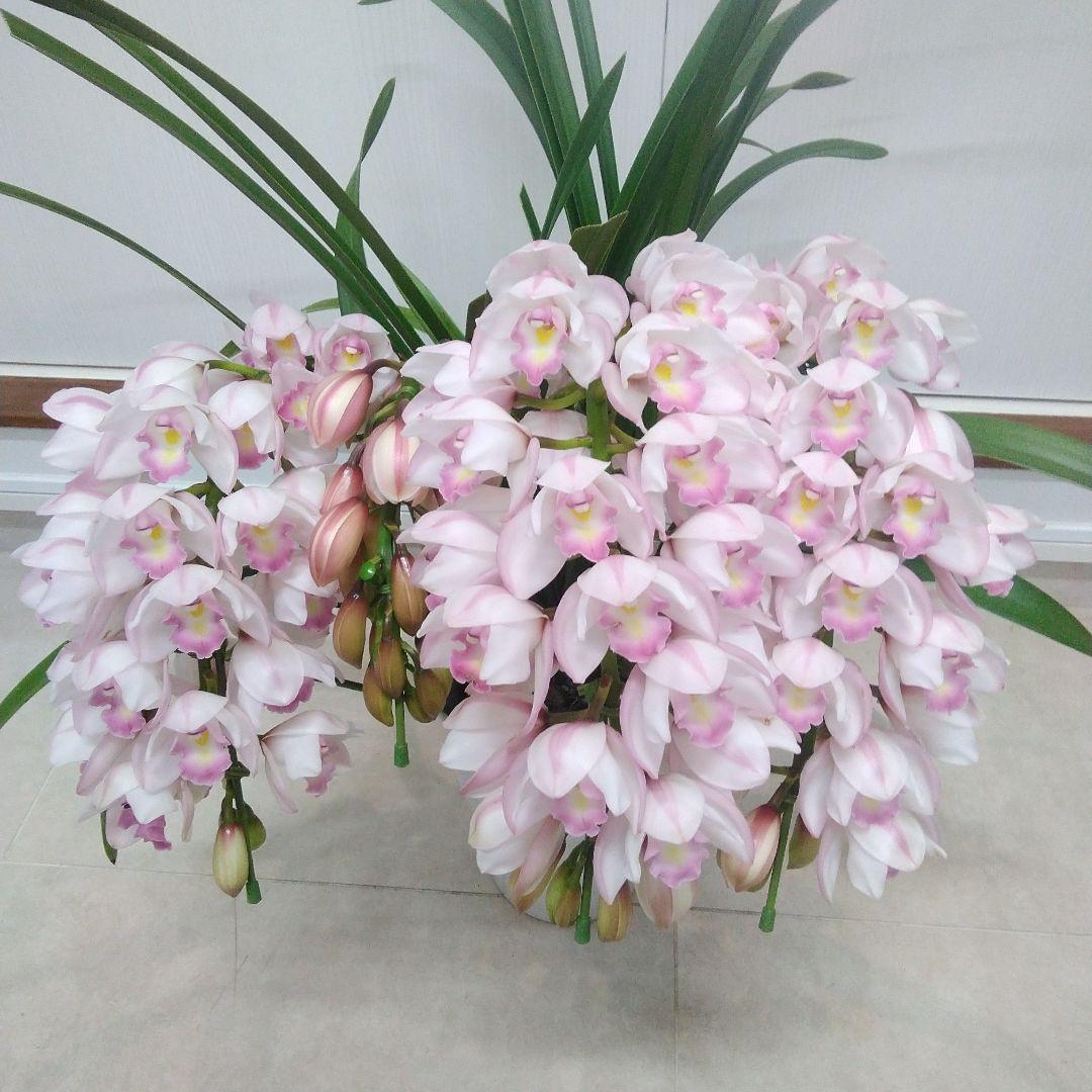 現品　シンピジュウム　エンジェルフェザー　花4本立　アーチ仕立て　陶器鉢