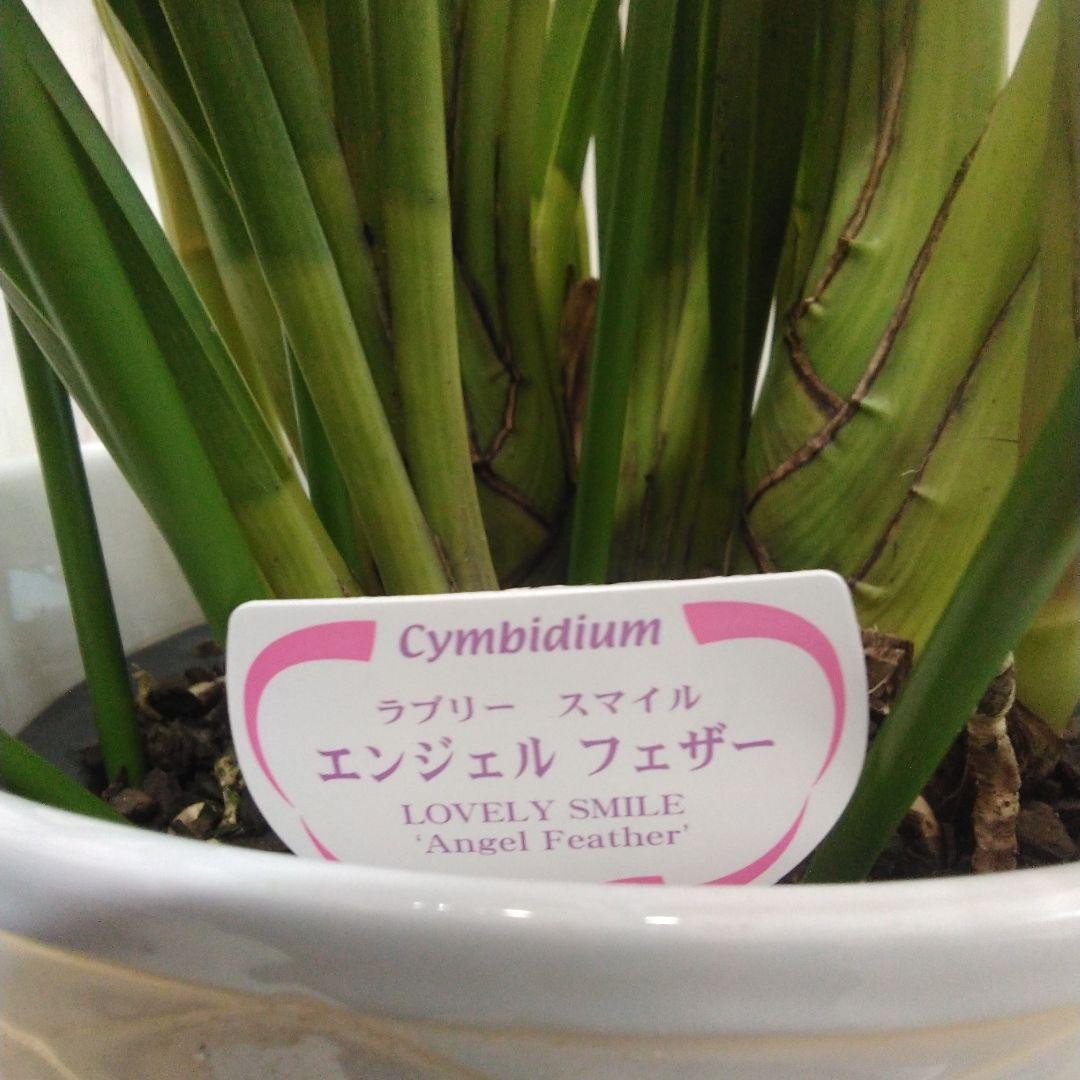 現品　シンピジュウム　エンジェルフェザー　花4本立　アーチ仕立て　陶器鉢