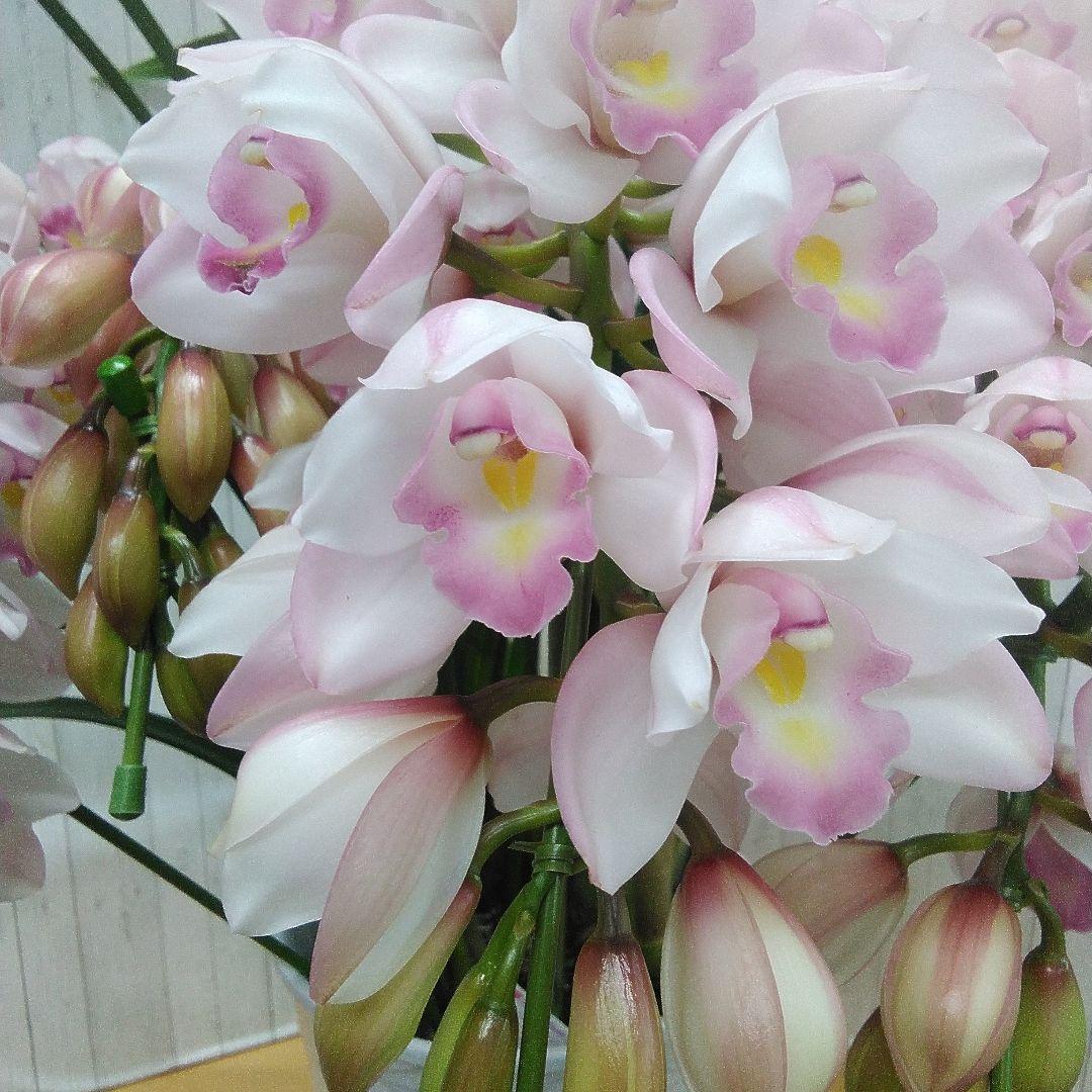 現品　シンピジュウム　エンジェルフェザー　花4本立　アーチ仕立て　陶器鉢