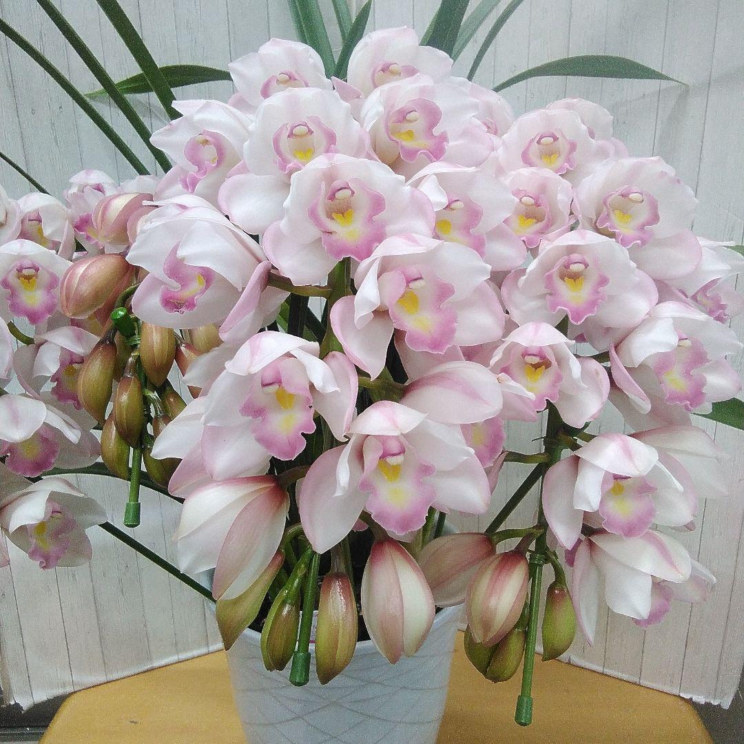 現品　シンピジュウム　エンジェルフェザー　花4本立　アーチ仕立て　陶器鉢