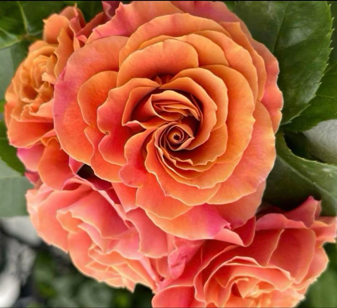 黒猫様 リクエスト 2点 まとめ商品