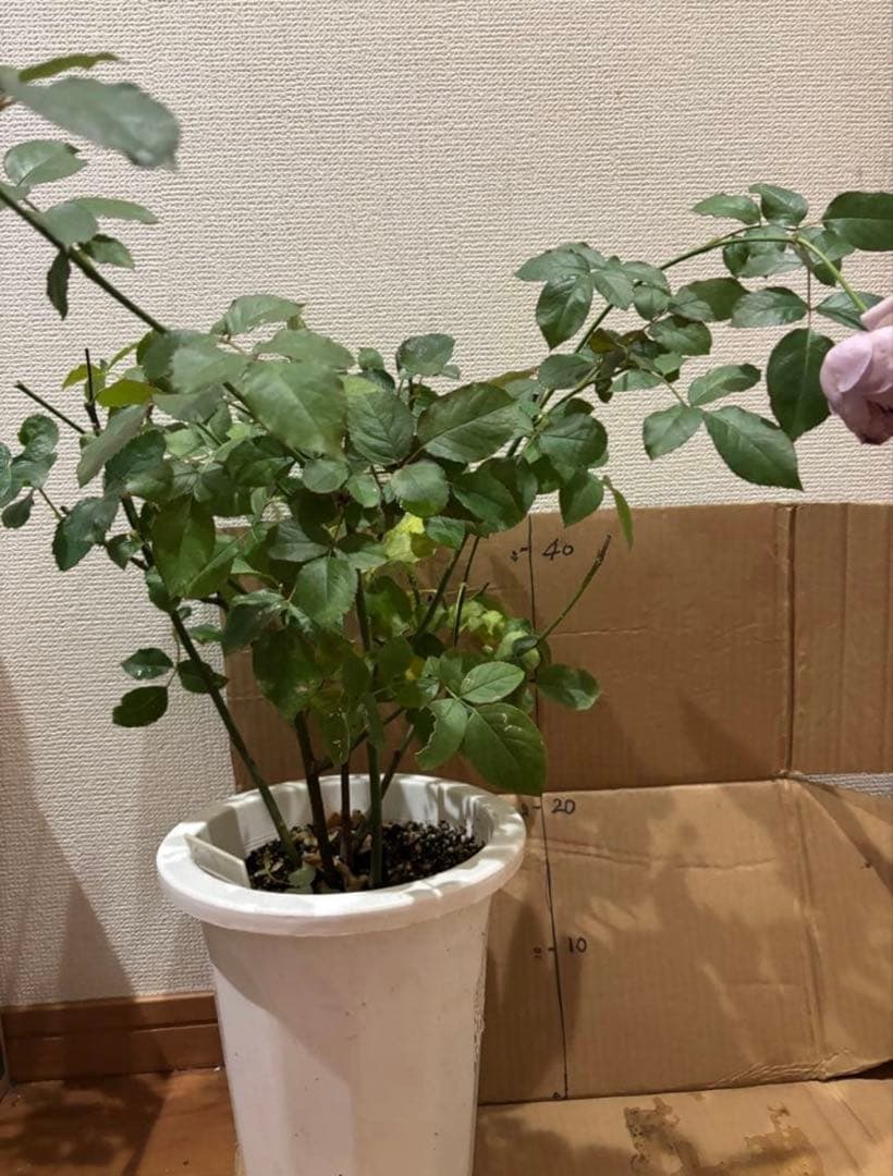 黒猫様 リクエスト 2点 まとめ商品