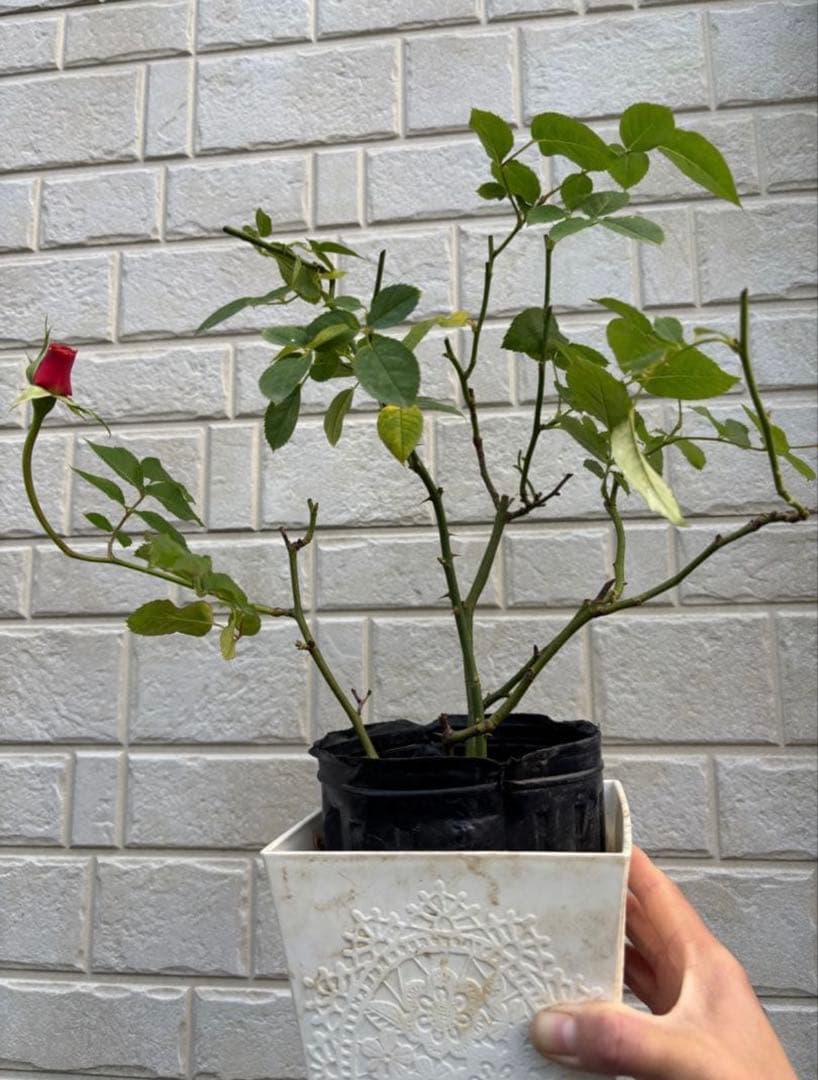 黒猫様 リクエスト 2点 まとめ商品