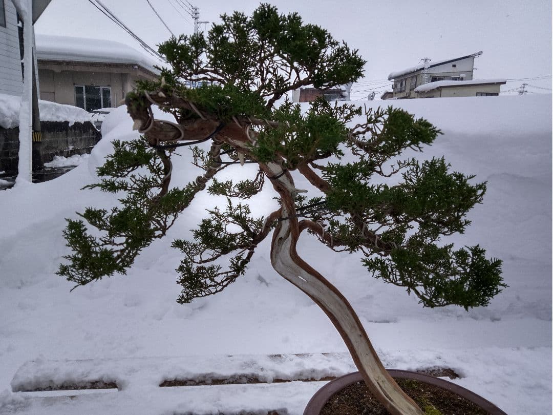 【大品 山採り 真柏盆栽】　　　　　　　⭕デカイ⁉️木製梱包発送～