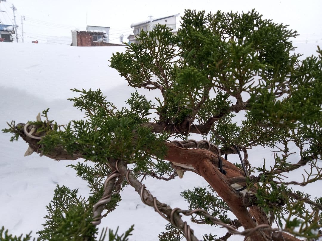 【大品 山採り 真柏盆栽】　　　　　　　⭕デカイ⁉️木製梱包発送～