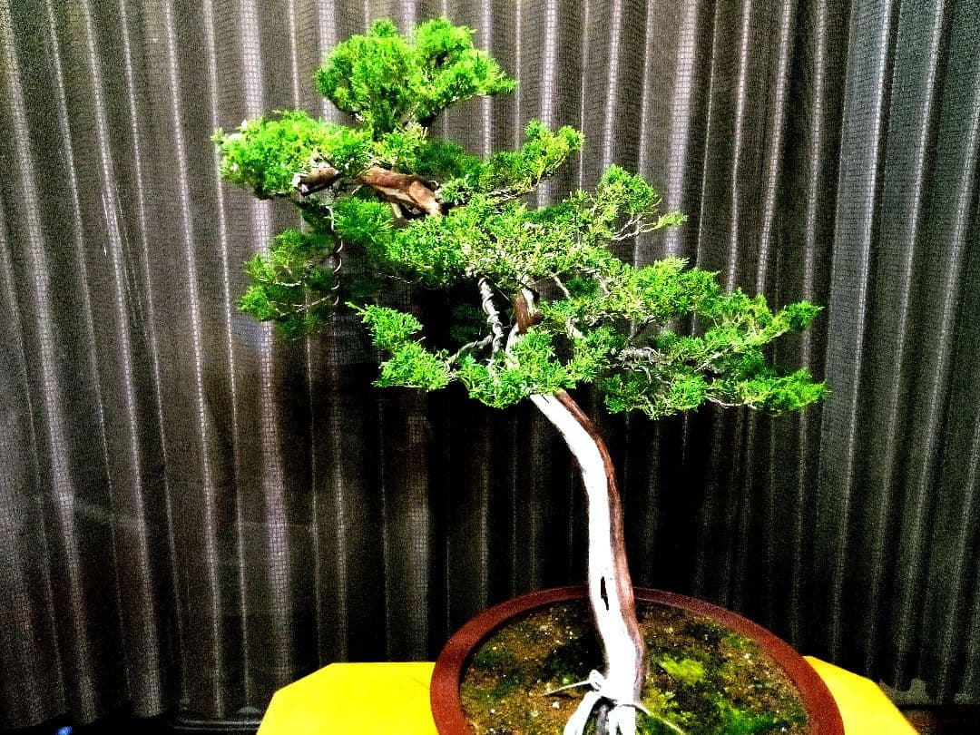 【大品 山採り 真柏盆栽】　　　　　　　⭕デカイ⁉️木製梱包発送～