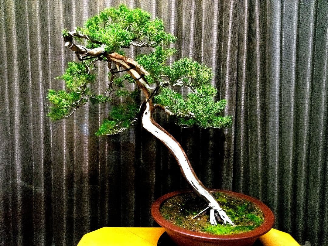 【大品 山採り 真柏盆栽】　　　　　　　⭕デカイ⁉️木製梱包発送～