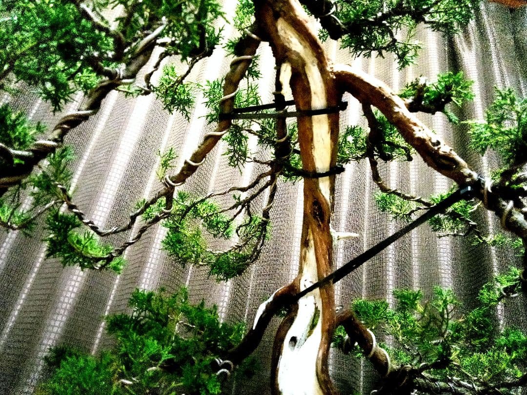 【大品 山採り 真柏盆栽】　　　　　　　⭕デカイ⁉️木製梱包発送～