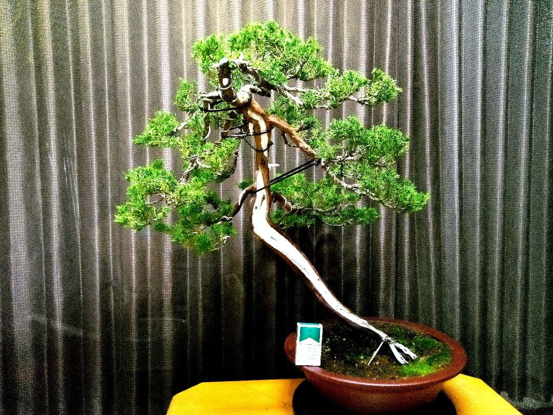 【大品 山採り 真柏盆栽】　　　　　　　⭕デカイ⁉️木製梱包発送～