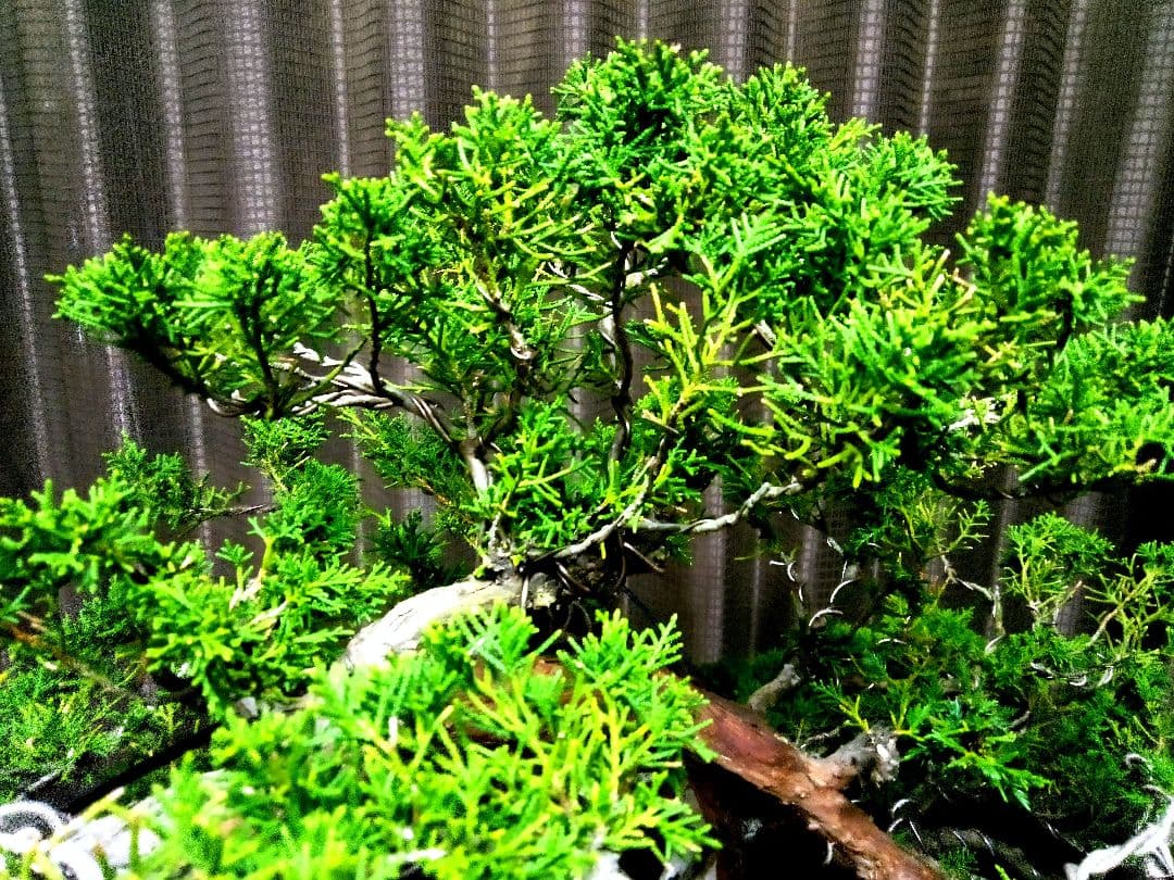 【大品 山採り 真柏盆栽】　　　　　　　⭕デカイ⁉️木製梱包発送～