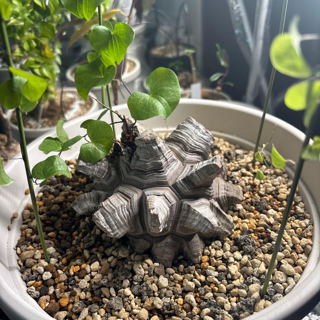 アフリカ亀甲竜　ディオスコレア　エレファンティペス