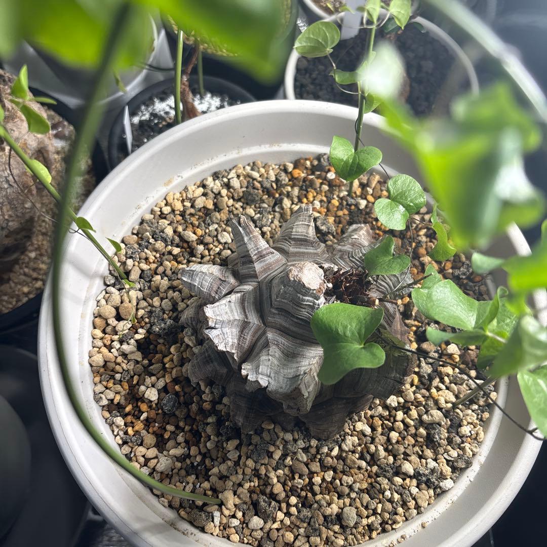 アフリカ亀甲竜　ディオスコレア　エレファンティペス