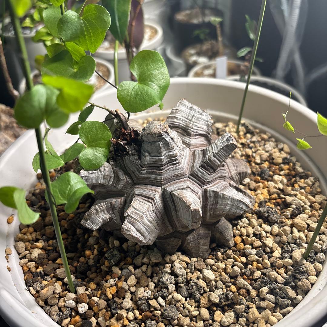 アフリカ亀甲竜　ディオスコレア　エレファンティペス