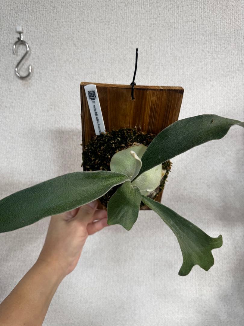 P. veitchii wild Australia ビカクシダ