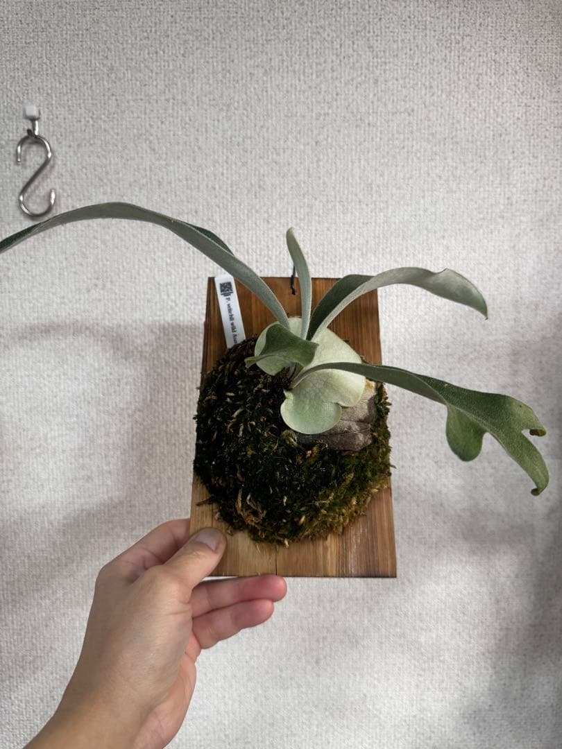 P. veitchii wild Australia ビカクシダ