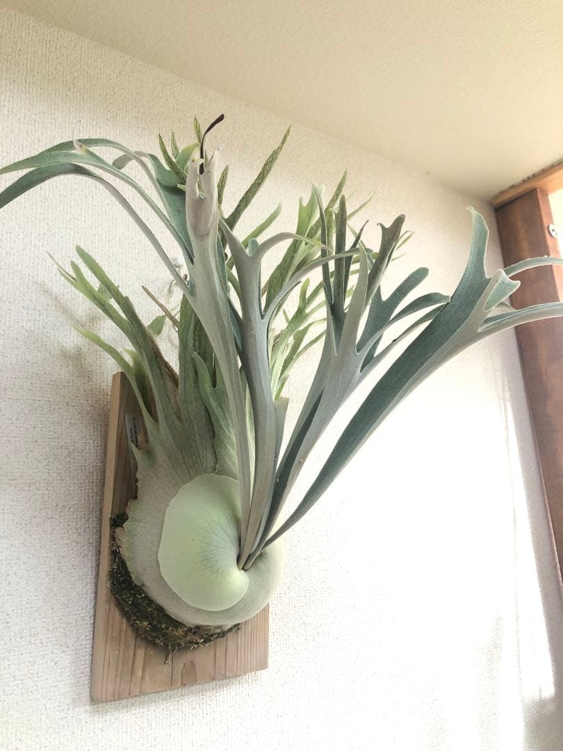 P. veitchii wild Australia ビカクシダ