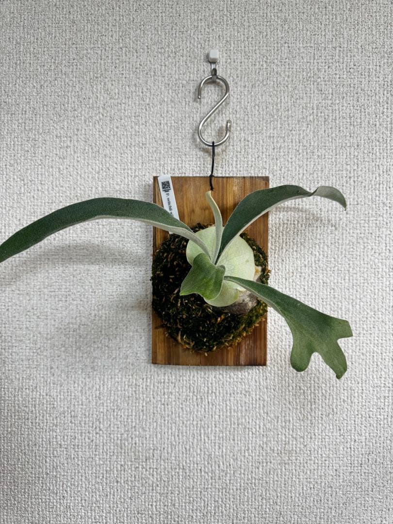 P. veitchii wild Australia ビカクシダ