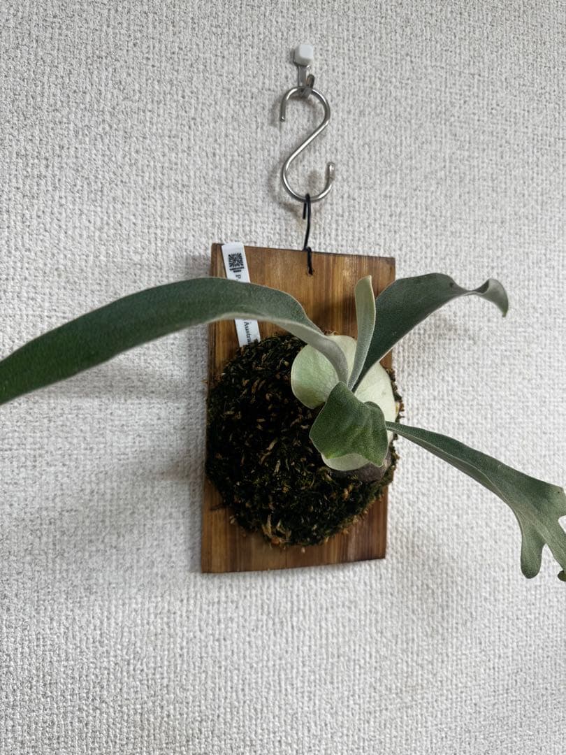 P. veitchii wild Australia ビカクシダ