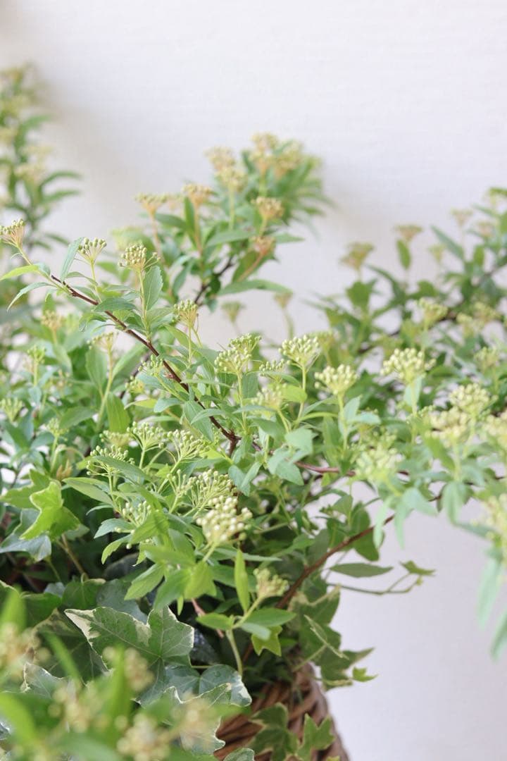 ふわっと枝垂れる❤︎一面の白小花❤︎コデマリ籠寄せ植え