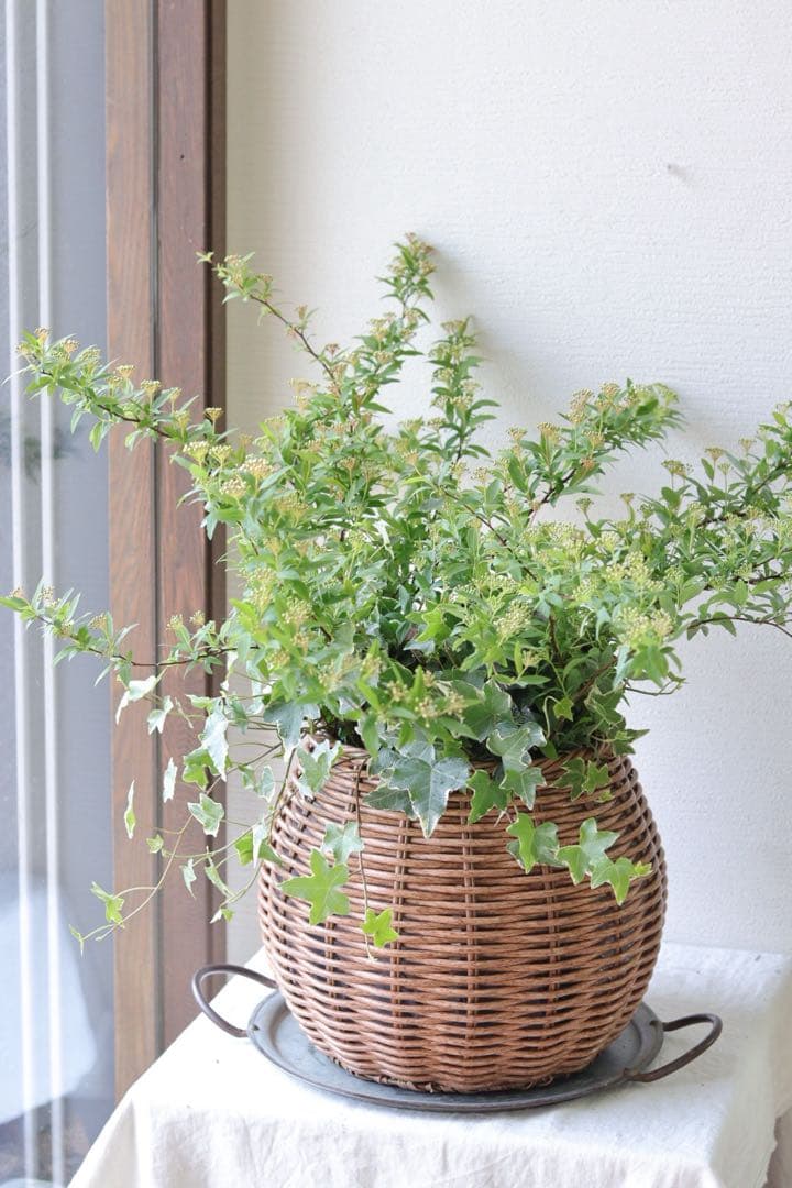 ふわっと枝垂れる❤︎一面の白小花❤︎コデマリ籠寄せ植え