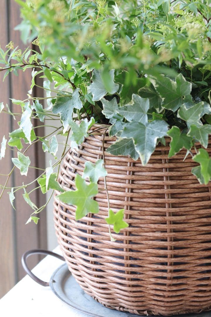 ふわっと枝垂れる❤︎一面の白小花❤︎コデマリ籠寄せ植え