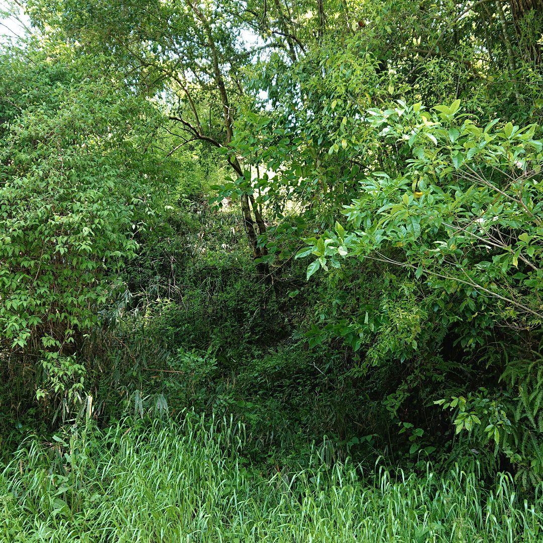 わらび苗(紀伊山地)1000本