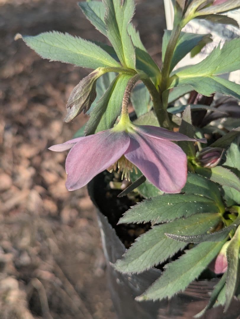 高橋育苗 little beast　原種系バイカラー ss　蕾複数あり