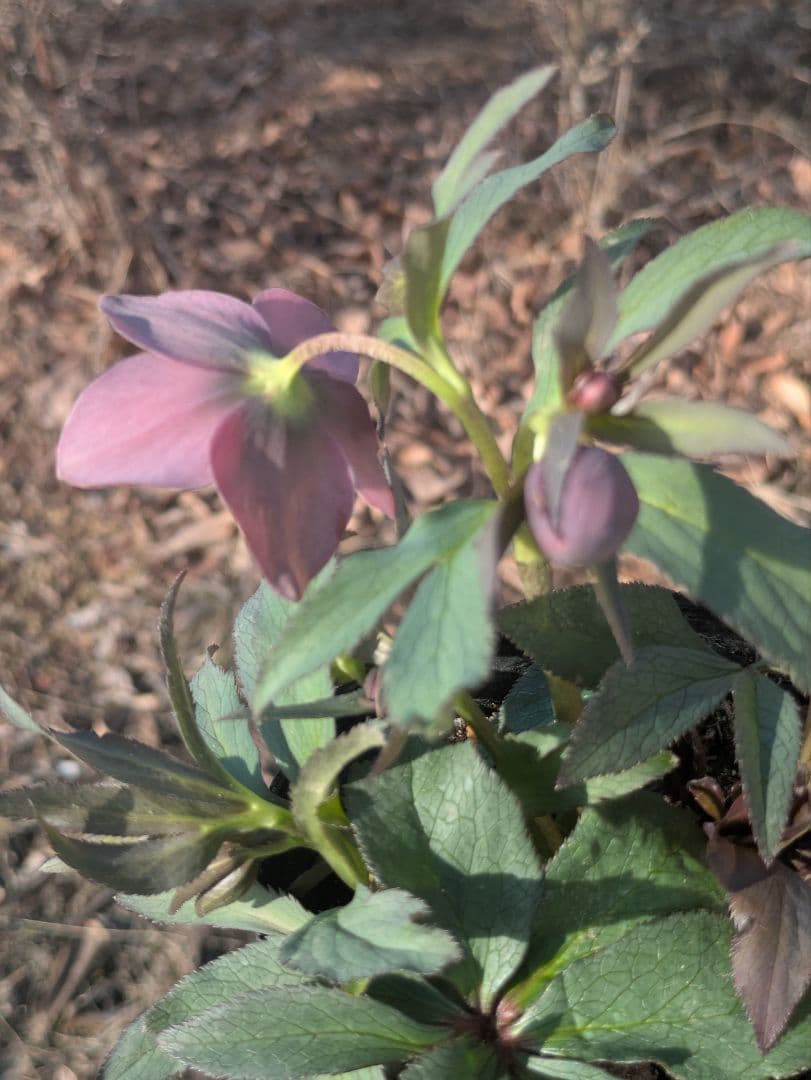 高橋育苗 little beast　原種系バイカラー ss　蕾複数あり