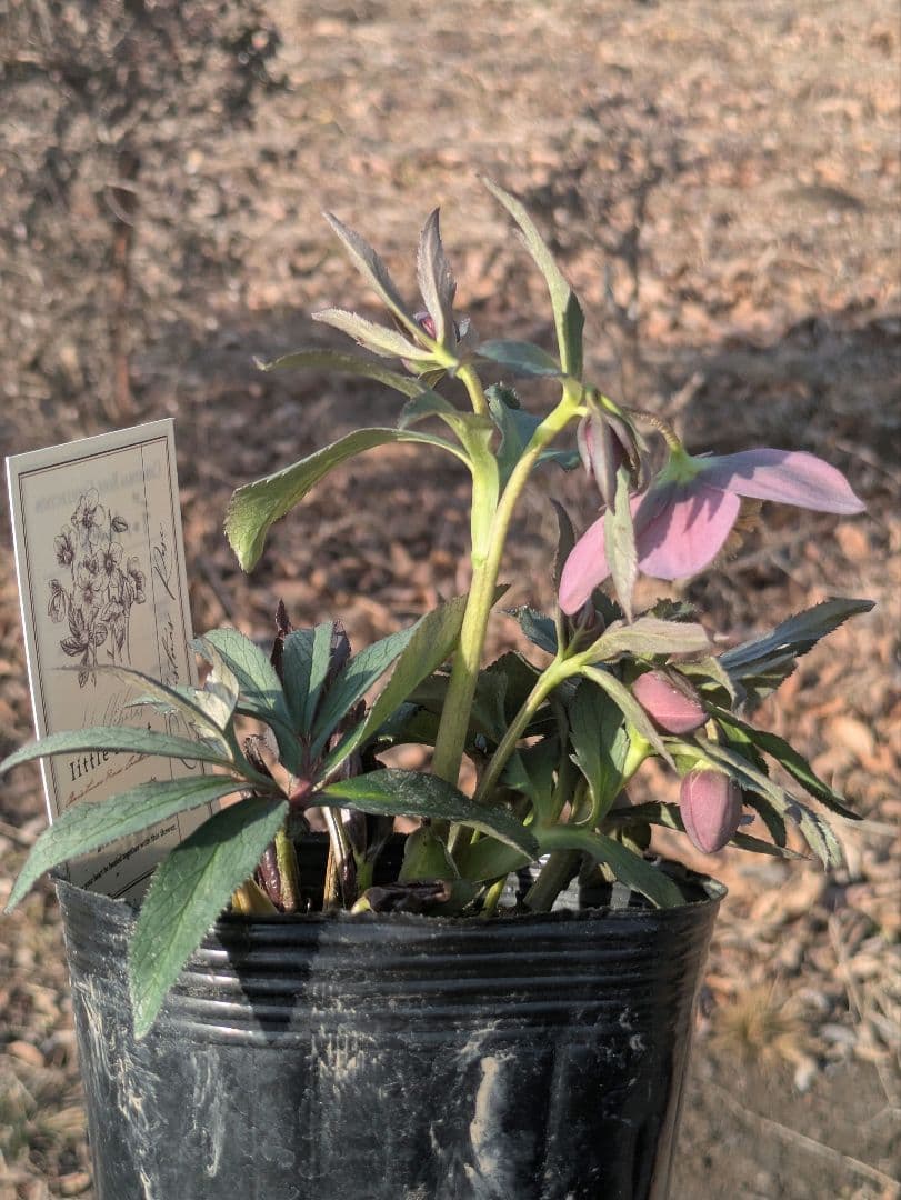 高橋育苗 little beast　原種系バイカラー ss　蕾複数あり