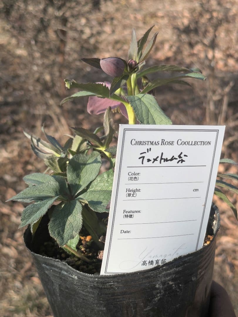 高橋育苗 little beast　原種系バイカラー ss　蕾複数あり