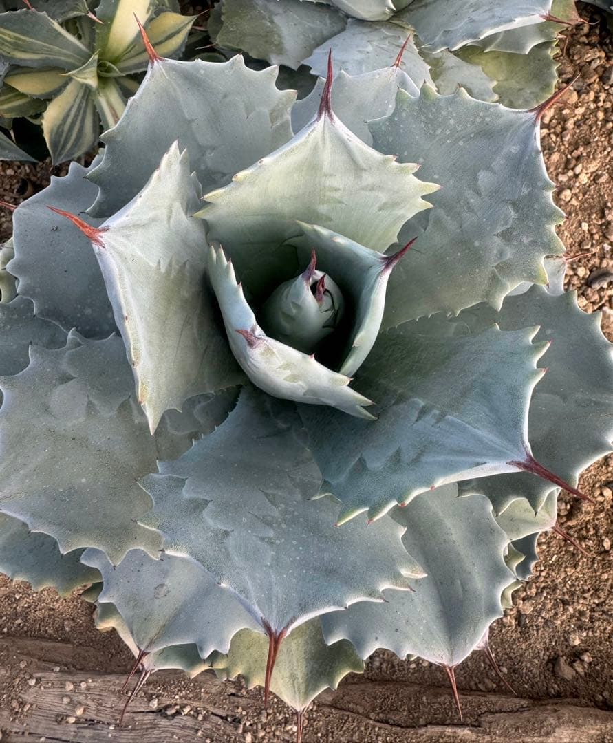 Agave （アガベ 入門セット4株） - メルカリ