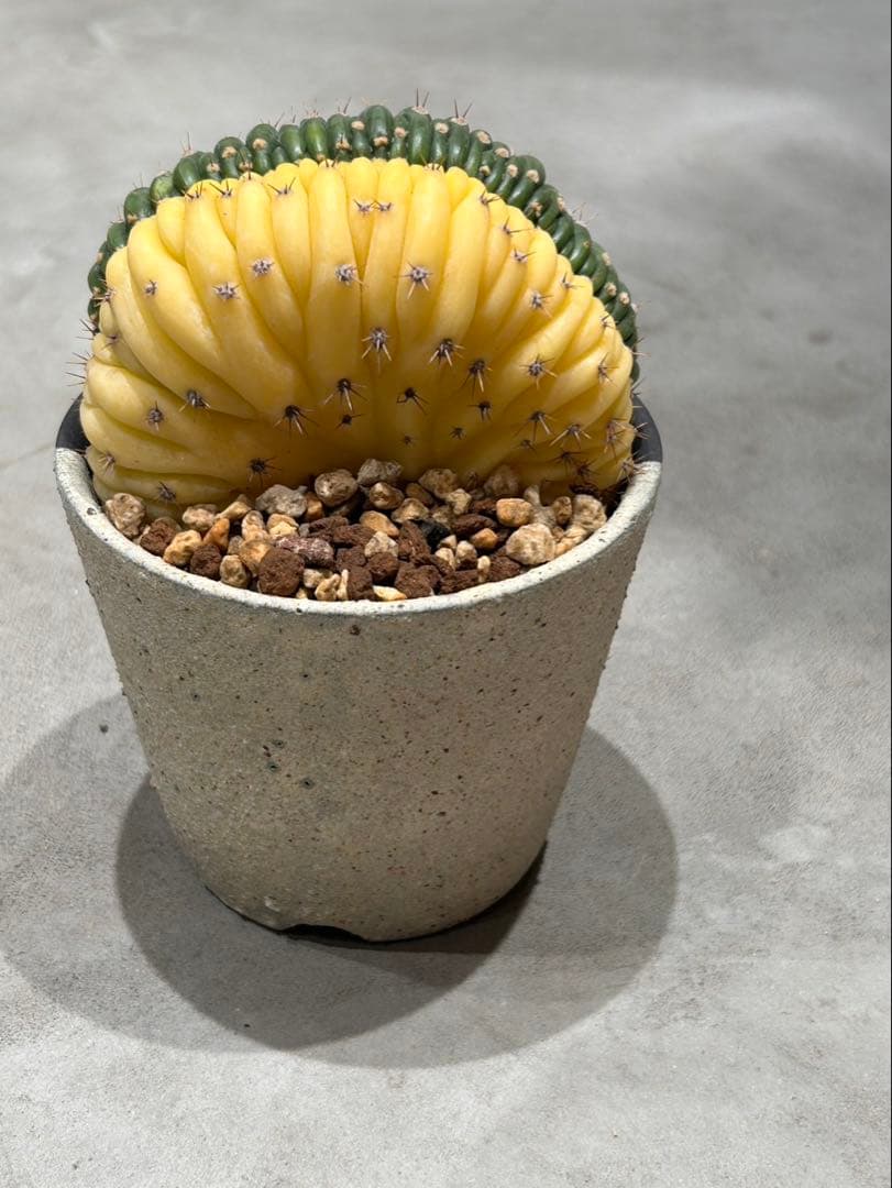 エキノプシス パチャノイ 多聞柱 信楽焼陶器鉢付き - メルカリ