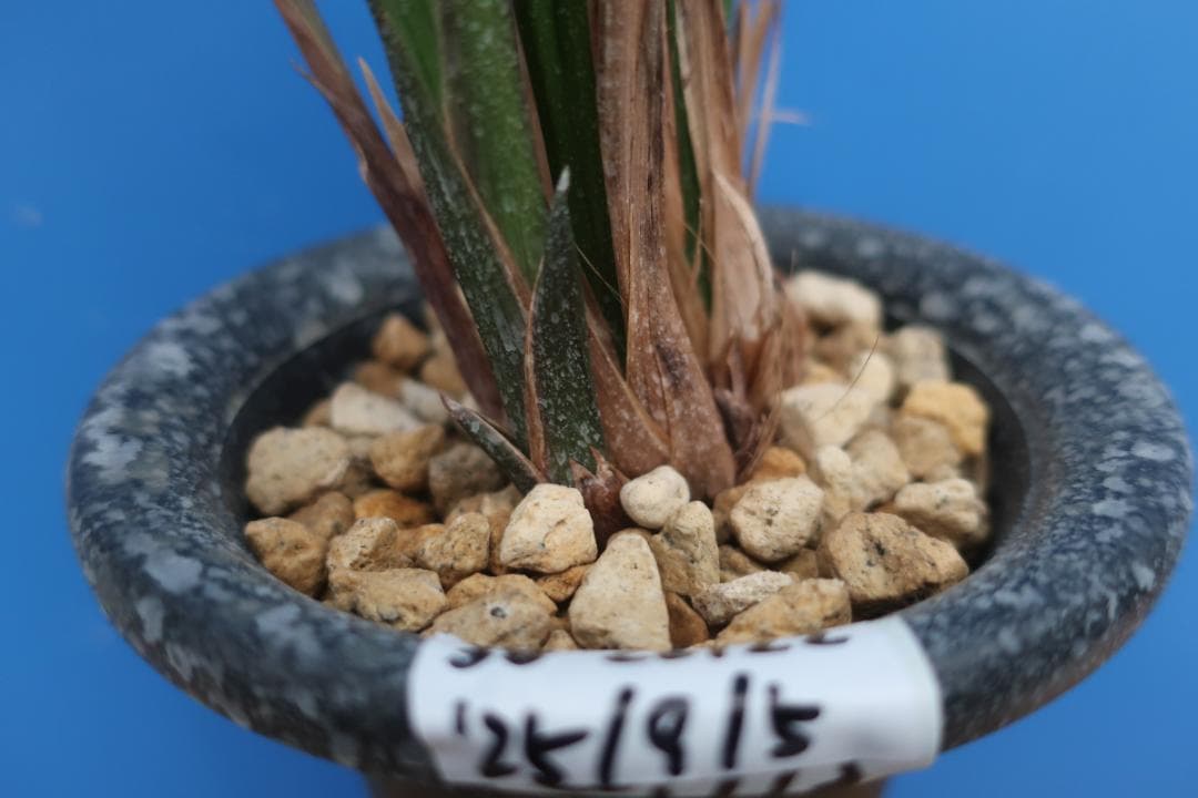 寒蘭-26122-5H4　38　土佐茜雲×力王