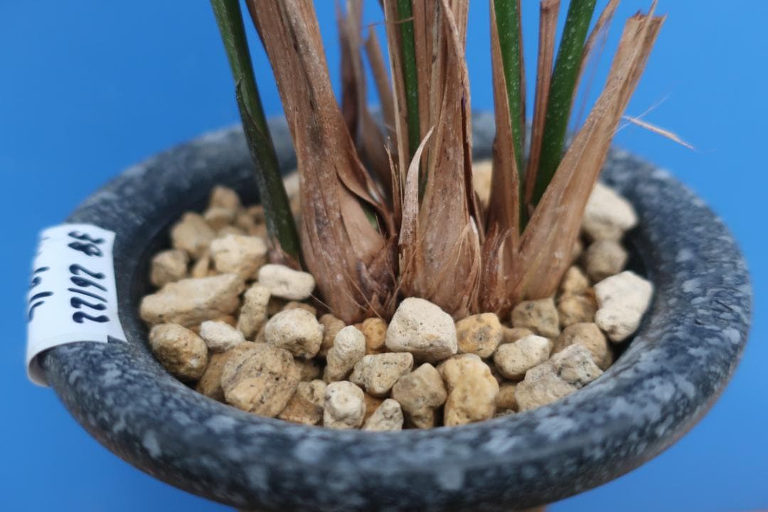 寒蘭-26122-5H4　38　土佐茜雲×力王