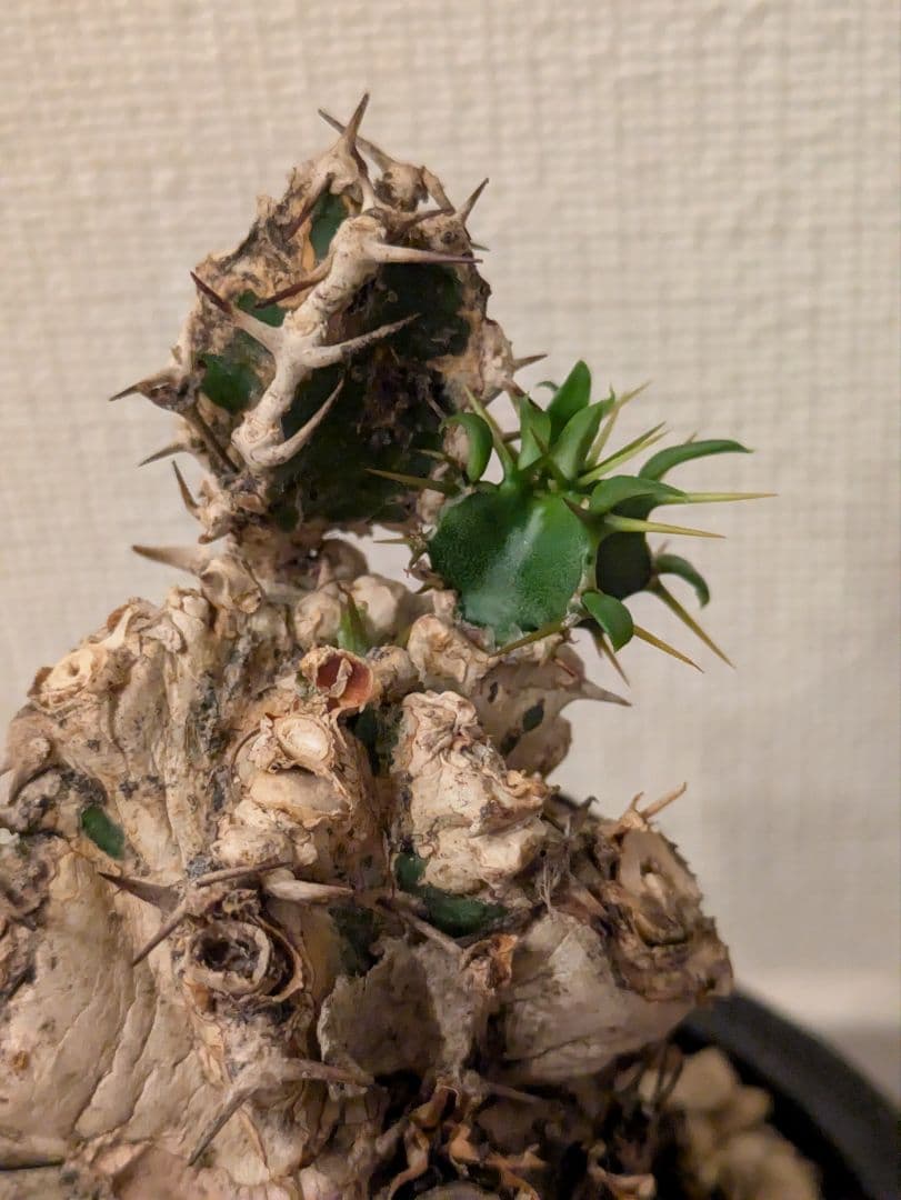 ユーフォルビア　ムランジーナ　発根済　塊根植物