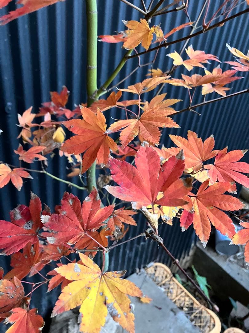 山採り　コハウチワカエデ　h