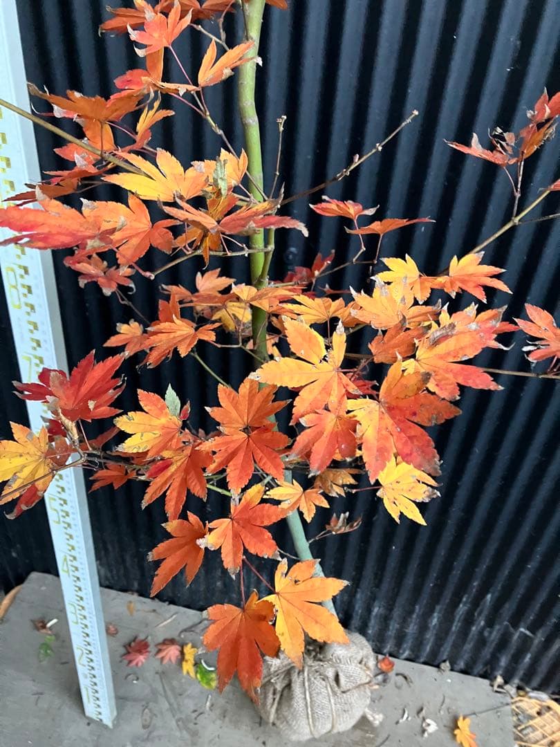 山採り　コハウチワカエデ　h