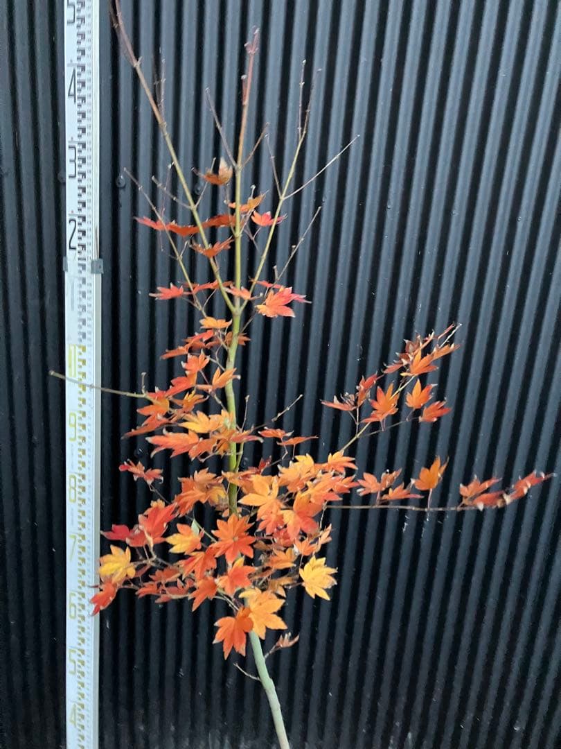 山採り　コハウチワカエデ　h