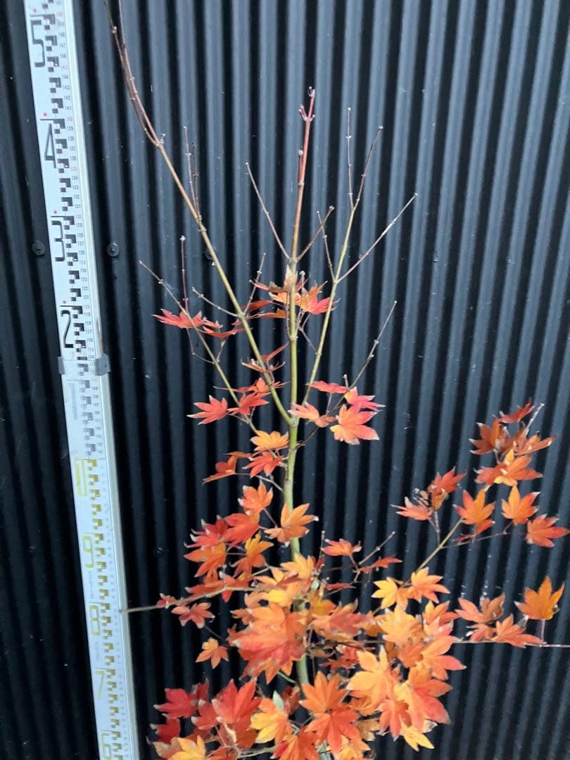 山採り　コハウチワカエデ　h