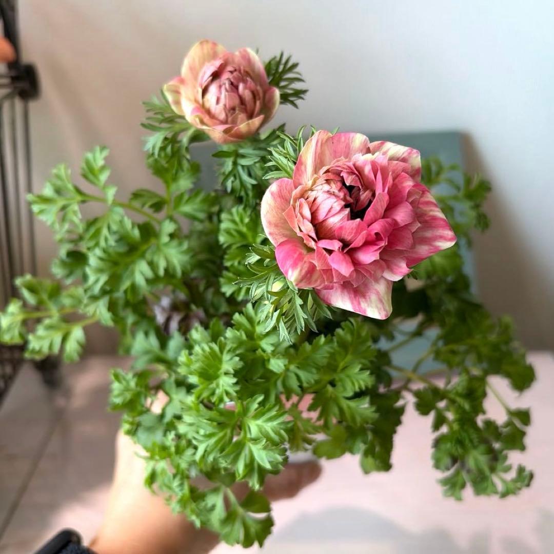 【2年株】八重咲きアネモネ momo もも　ベージュ斑入りピンク系《2/10》❸