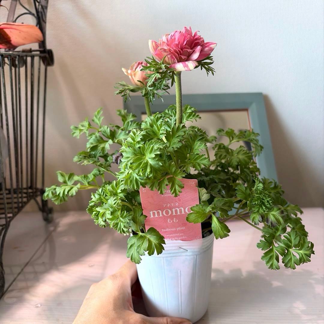 【2年株】八重咲きアネモネ momo もも　ベージュ斑入りピンク系《2/10》❸