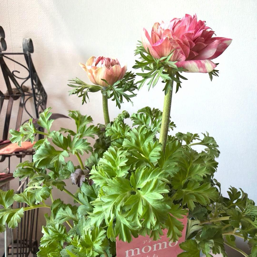 【2年株】八重咲きアネモネ momo もも　ベージュ斑入りピンク系《2/10》❸