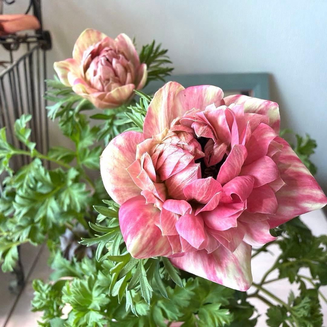 【2年株】八重咲きアネモネ momo もも　ベージュ斑入りピンク系《2/10》❸