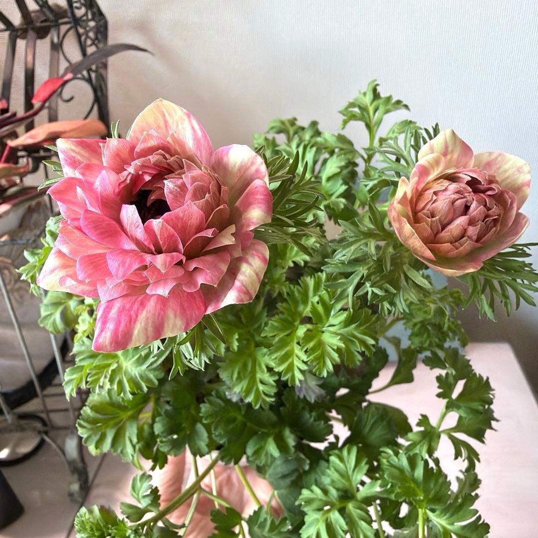 【2年株】八重咲きアネモネ momo もも　ベージュ斑入りピンク系《2/10》❸