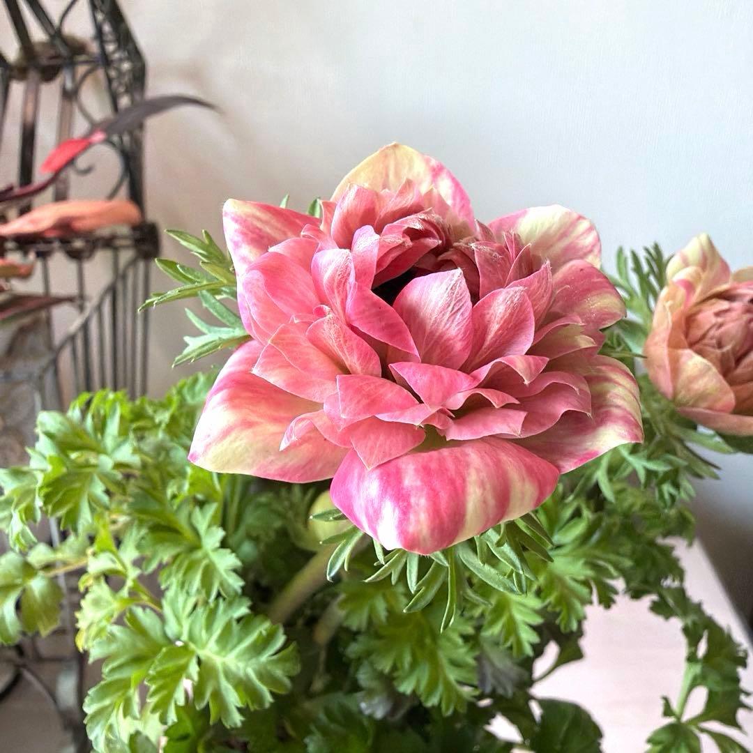 【2年株】八重咲きアネモネ momo もも　ベージュ斑入りピンク系《2/10》❸