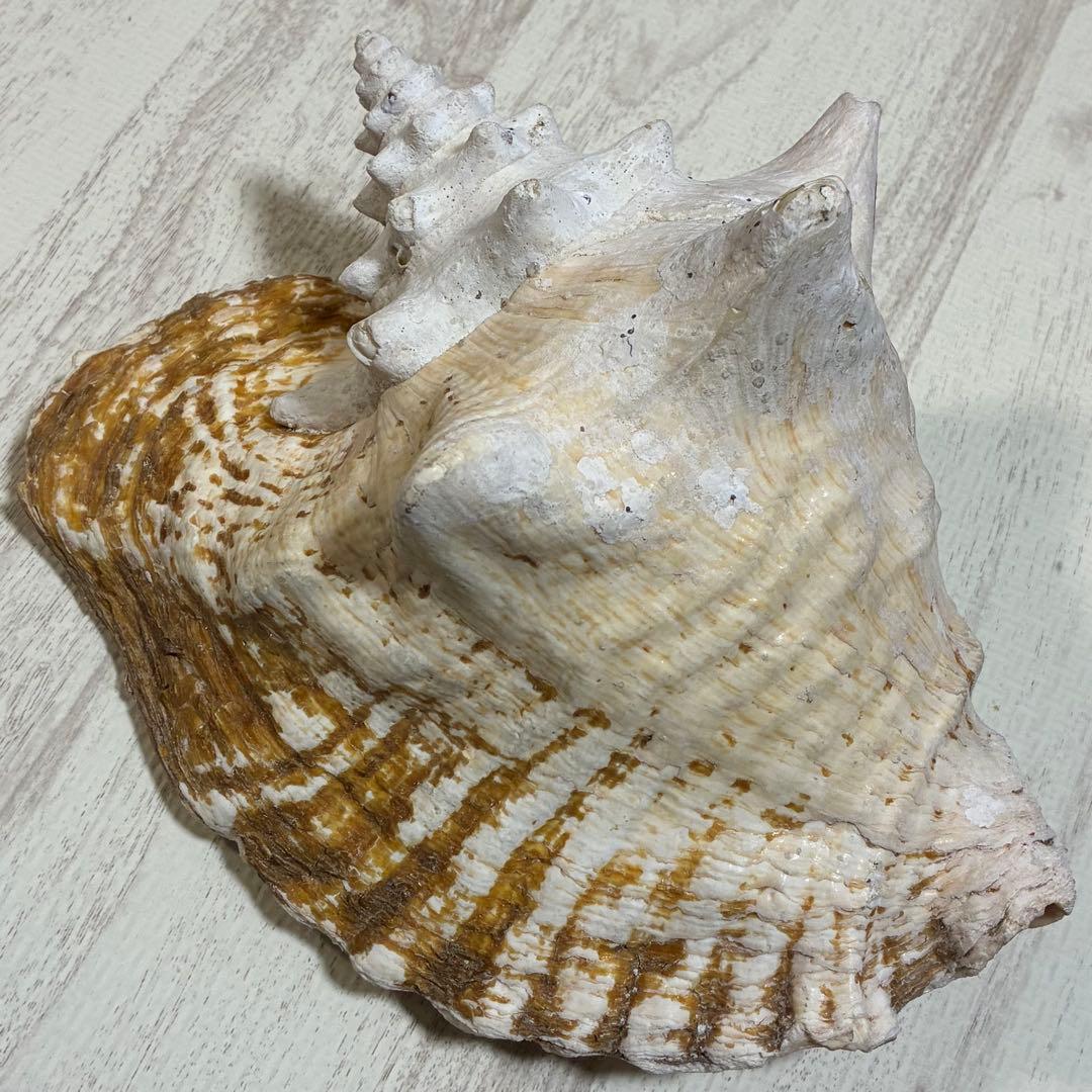 クイーンコンクシェル コンク貝 ピンク貝 24cm 希少 恋愛運 安産 家庭円満